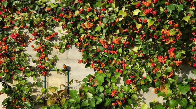 Ces 10 plantes grimpantes à baies transforment un mur nu en refuge à oiseaux, et peu les plantent Ces 10 plantes grimpantes à baies transforment un mur nu en refuge à oiseaux, et peu les plantent