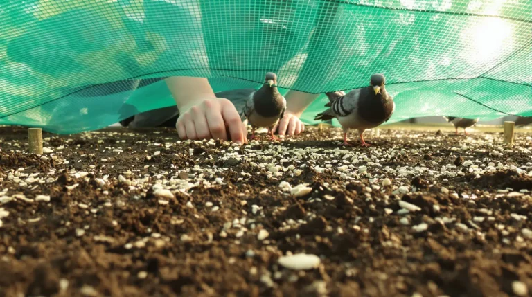 Comment empêcher les oiseaux de manger vos graines de gazon : la méthode simple qui marche Comment empêcher les oiseaux de manger vos graines de gazon : la méthode simple qui marche