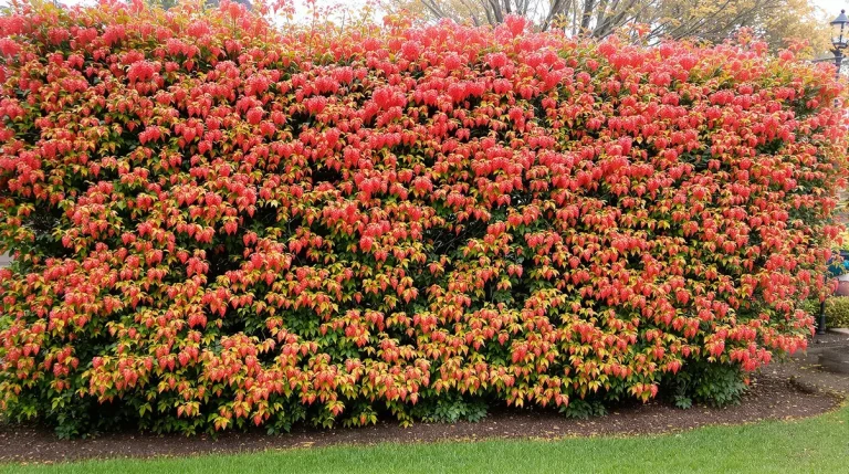 Les jardiniers qui aiment les oiseaux sèment tous cette plante dès le mois de mars