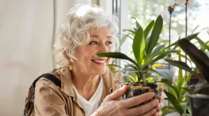 Orchidée qui ne fleurit plus : une simple tranche de légume posée sur le pot a tout changé, la floraison est repartie en beauté