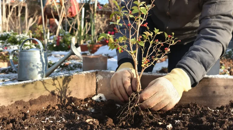Plantez en février ce fruitier rustique : il offre vite des kilos de fruits, voici pourquoi Plantez en février ce fruitier rustique : il offre vite des kilos de fruits, voici pourquoi