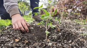 Vous avez jusqu'à fin mars pour planter ces 3 arbres fruitiers, après votre verger le regrettera