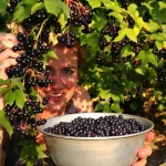Ce fruitier rustique pousse presque tout seul et produit à profusion, voici pourquoi il séduit