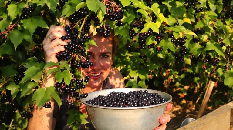 Ce fruitier rustique pousse presque tout seul et produit à profusion, voici pourquoi il séduit