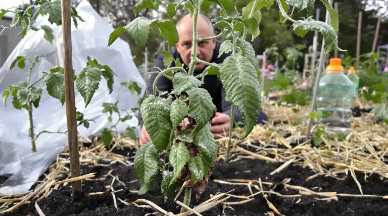 Chaque printemps, des milliers de jardiniers repiquent leurs tomates trop tôt : une nuit suffit à tout anéantir Chaque printemps, des milliers de jardiniers repiquent leurs tomates trop tôt : une nuit suffit à tout anéantir