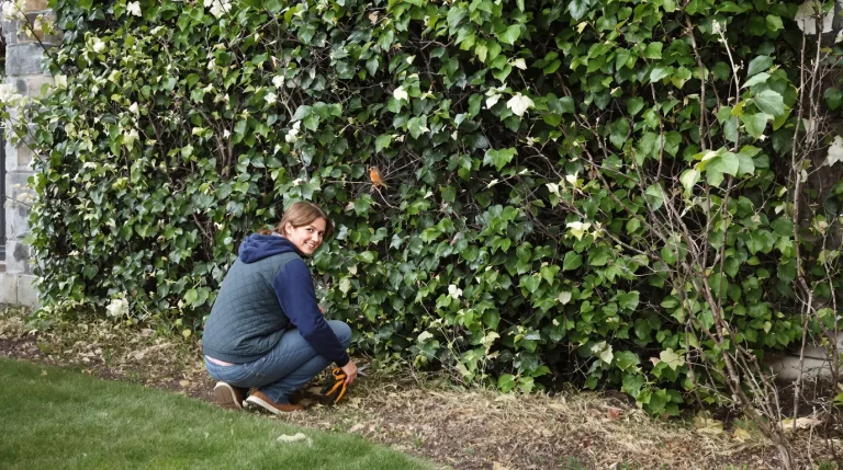 J'ai changé une seule chose dans mon jardin : depuis, les oiseaux nichent chaque printemps J'ai changé une seule chose dans mon jardin : depuis, les oiseaux nichent chaque printemps