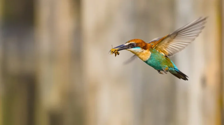 Cet oiseau revient chaque printemps et élimine naturellement les frelons dans votre jardin Cet oiseau revient chaque printemps et élimine naturellement les frelons dans votre jardin
