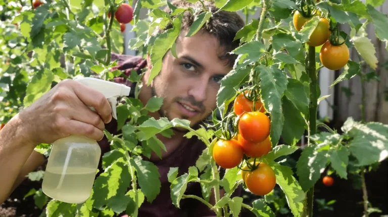 Contre le mildiou des tomates, cette astuce au lait séduit par son efficacité et son approche douce pour le jardin Contre le mildiou des tomates, cette astuce au lait séduit par son efficacité et son approche douce pour le jardin