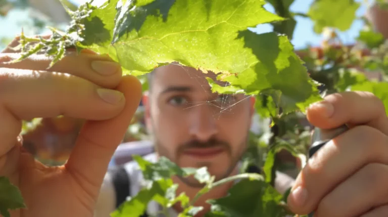 La chaleur va faire exploser ce ravageur au jardin : mieux vaut prévenir l’infestation dès maintenant La chaleur va faire exploser ce ravageur au jardin : mieux vaut prévenir l’infestation dès maintenant