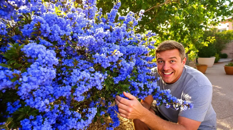 La plante de la semaine : venue de Californie, elle aime le soleil et couvre le jardin d’un bleu éclatant La plante de la semaine : venue de Californie, elle aime le soleil et couvre le jardin d’un bleu éclatant