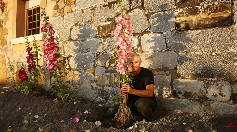Les anciens plantaient des roses trémières contre le mur : voici ce qu’elles font vraiment au sol