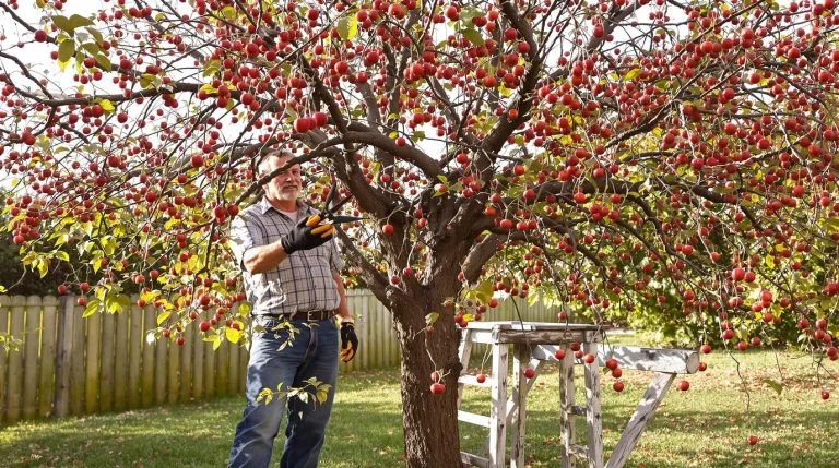 Sans ce geste sur le cerisier, inutile d’espérer des cerises cet été : les anciens le savaient Sans ce geste sur le cerisier, inutile d’espérer des cerises cet été : les anciens le savaient