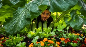 Avec quels légumes associer vos courgettes pour une récolte généreuse ? La réponse au potager