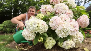 Cessez de planter cette « plante tueuse silencieuse » dans votre jardin, malgré ses magnifiques couleurs