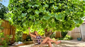 Cet arbre pousse très vite et transforme votre jardin en oasis, même quand il fait 40°C