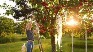 Fini le filet anti-oiseaux : en 2026, les jardiniers protègent leurs fruits avec cette astuce posée en un week-end
