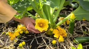 « J’arrachais mes pieds de courgettes mi-août » : plus depuis qu’un maraîcher m’a montré ce geste clé