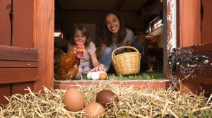 « Je n’ai jamais eu autant de demandes » : le succès des poules pondeuses face au manque d’œufs