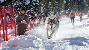 JO 2026 : « On a commencé à paniquer » : la propriétaire du chien raconte sa journée improbable