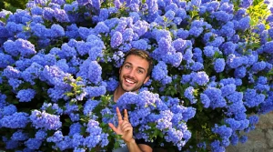 La plante de la semaine : venue de Californie, elle adore le soleil et couvre le jardin d’un bleu spectaculaire