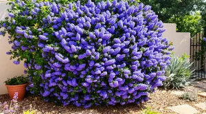 La plante de la semaine : venue de Californie, elle aime le soleil et habille le jardin d’un bleu spectaculaire