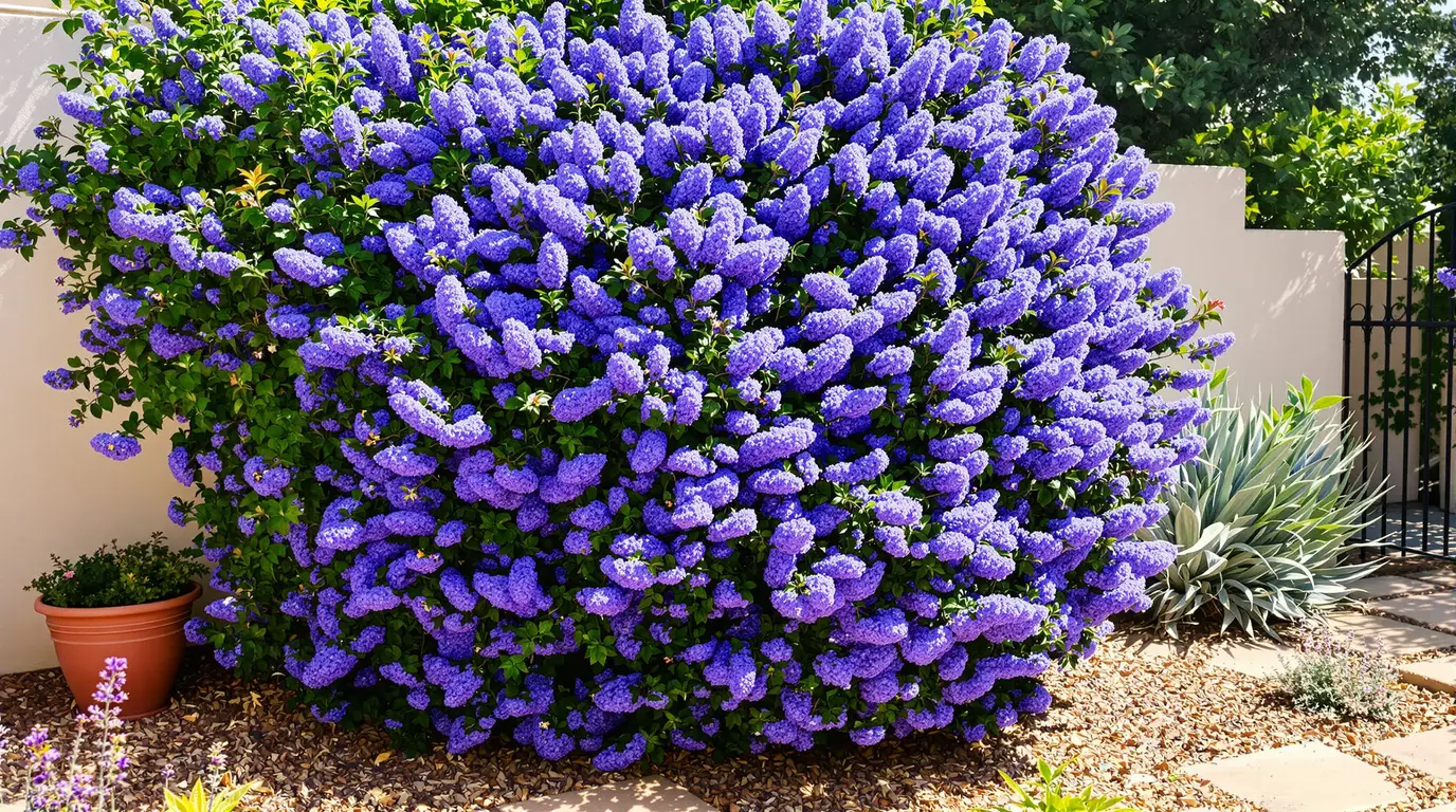 La plante de la semaine : venue de Californie, elle aime le soleil et habille le jardin d’un bleu spectaculaire La plante de la semaine : venue de Californie, elle aime le soleil et habille le jardin d’un bleu spectaculaire