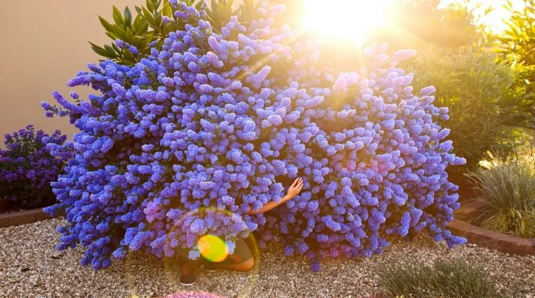 La plante de la semaine : venue de Californie, elle aime le soleil et pare le jardin d’un bleu spectaculaire La plante de la semaine : venue de Californie, elle aime le soleil et pare le jardin d’un bleu spectaculaire