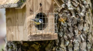 Les frelons asiatiques s’attaquent désormais aux mésanges : voici comment agir dans votre jardin