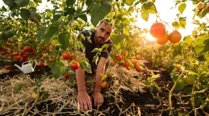 Mes tomates crevaient à chaque canicule malgré l’arrosage : j’ai corrigé ces 3 gestes oubliés