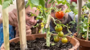 Mon voisin met une pince à linge sur ses plants de tomates : voici pourquoi ce geste change tout