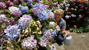 N plantez plus cette « plante tueuse discrète » dans votre jardin, malgré ses magnifiques couleurs