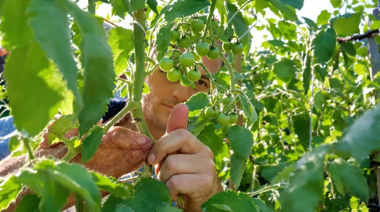 Pincer ses tomates à cette heure précise double la récolte : voici le créneau bien connu des pros Pincer ses tomates à cette heure précise double la récolte : voici le créneau bien connu des pros