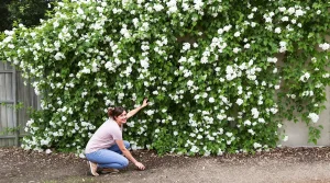 Plantez-le au fond du jardin : il pousse sans eau, coupe le vent et fleurit en cascade