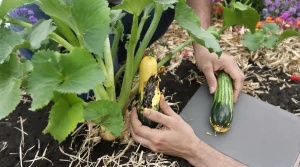 Pourquoi mes courgettes jaunissent et pourrissent avant de grossir : la vraie cause enfin révélée