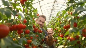 REPORTAGE. « Des punaises pour protéger naturellement les tomates » : une coopérative bretonne élève des insectes