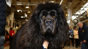 Salon de l'Agriculture : ce Dogue du Tibet mayennais « champion de France » vise le Concours général