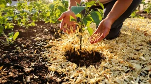 Voici pourquoi couvrir la terre du potager avec un paillis végétal avant l’arrivée des grandes chaleurs
